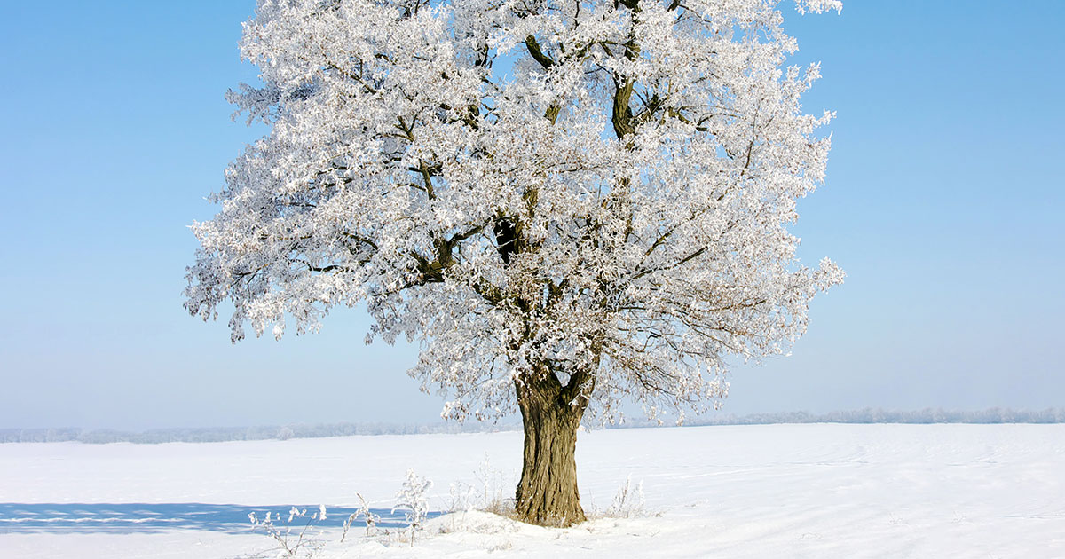 snow covered tree