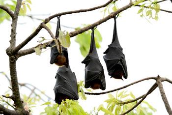 bats hanging from tree