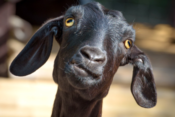 goat face