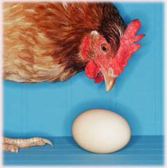 rooster and egg