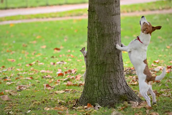 Dog barking up a tree