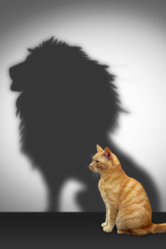 cat with lion shadow