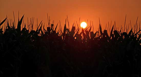 farm field crops sunset
