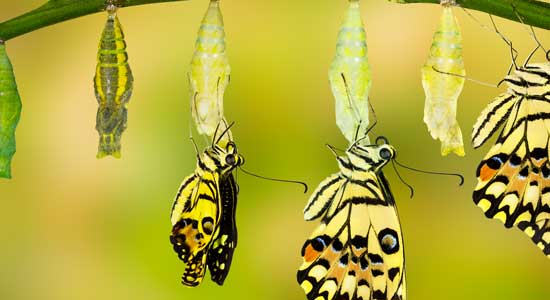 butterfly lifecycle