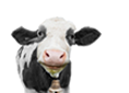 Graphic - Jellybean the Cow