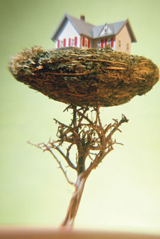 House in a bird nest
