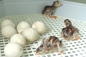 chicks hatch