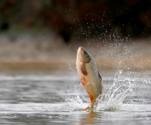 Federal court denies states' request for   preliminary injunction to halt invasive Asian carp