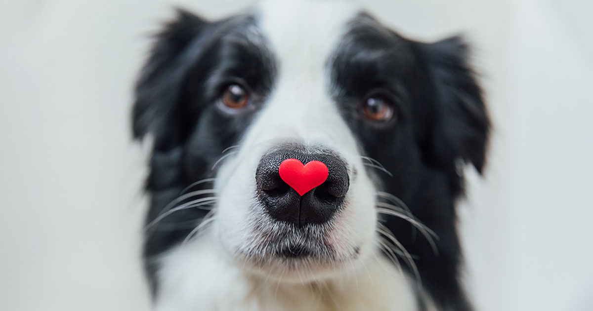 adorable dog with heart on nose