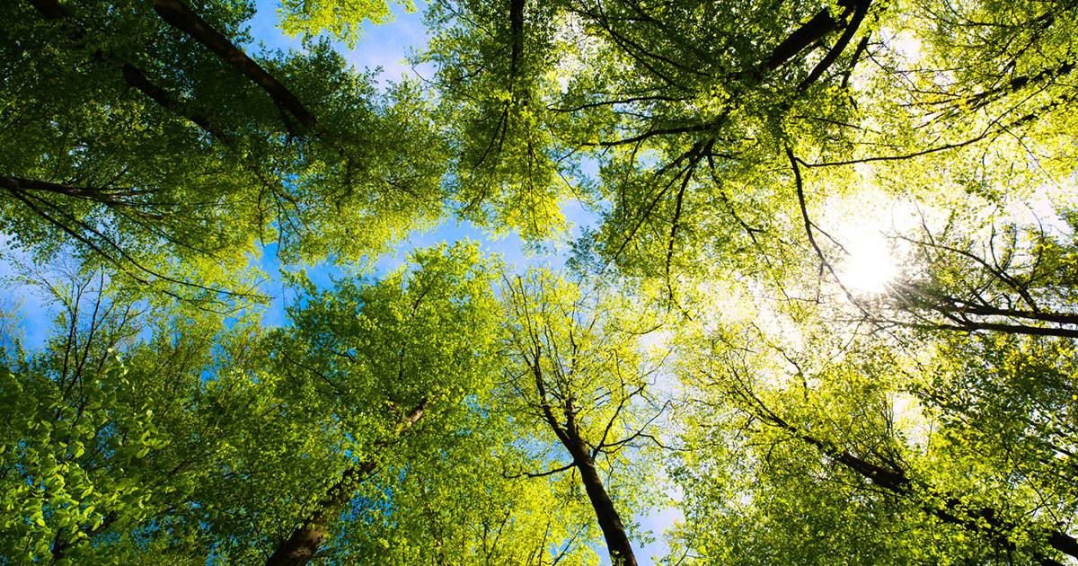 forest canopy