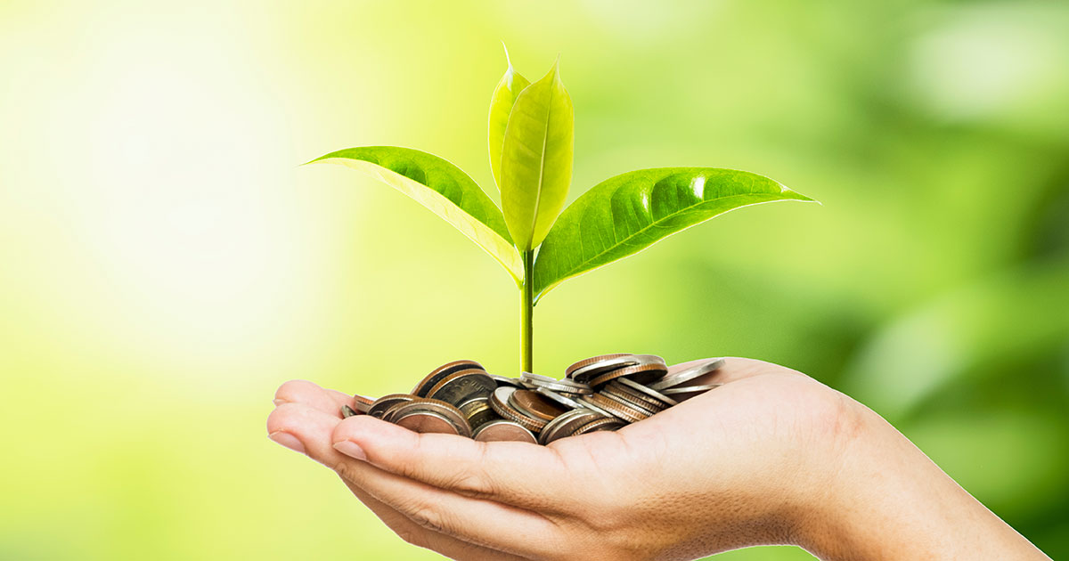 hand holding money plant