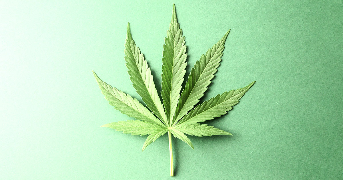 marijuana leaf on green background