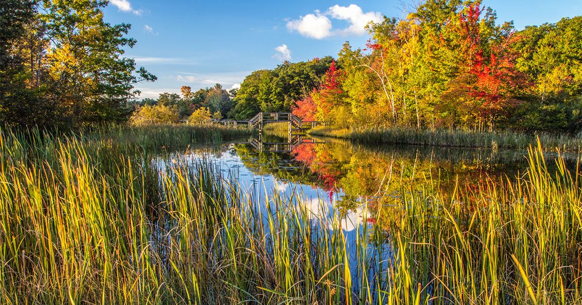 beautiful autumn marshland