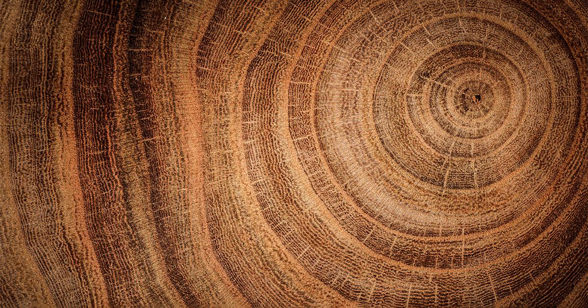 tree rings