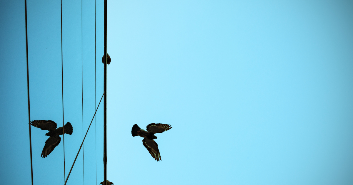 Seen From Below, A Songbird With Its Wings Extended Flys Away From The Side Of A Tall Glass Building