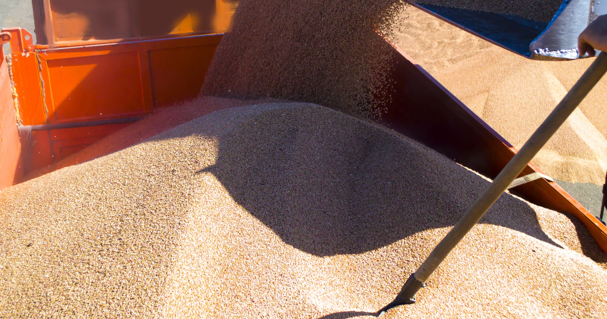 A Man, Off Camera, Rests His Hand Atop The Handle Of A Shovel With Its Blade Buried In A Pile of Corn Kernels Loaded In An Trailer