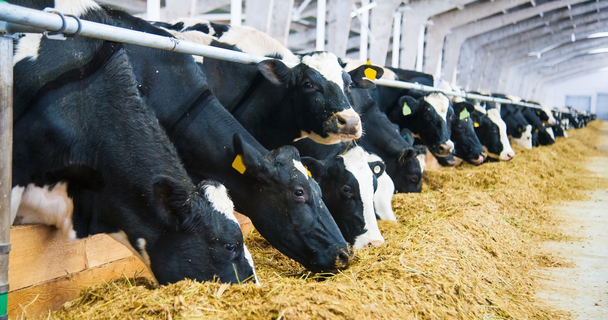 A Row of Black And White Holstein Dairy Cows Feeding In A Modern Barn