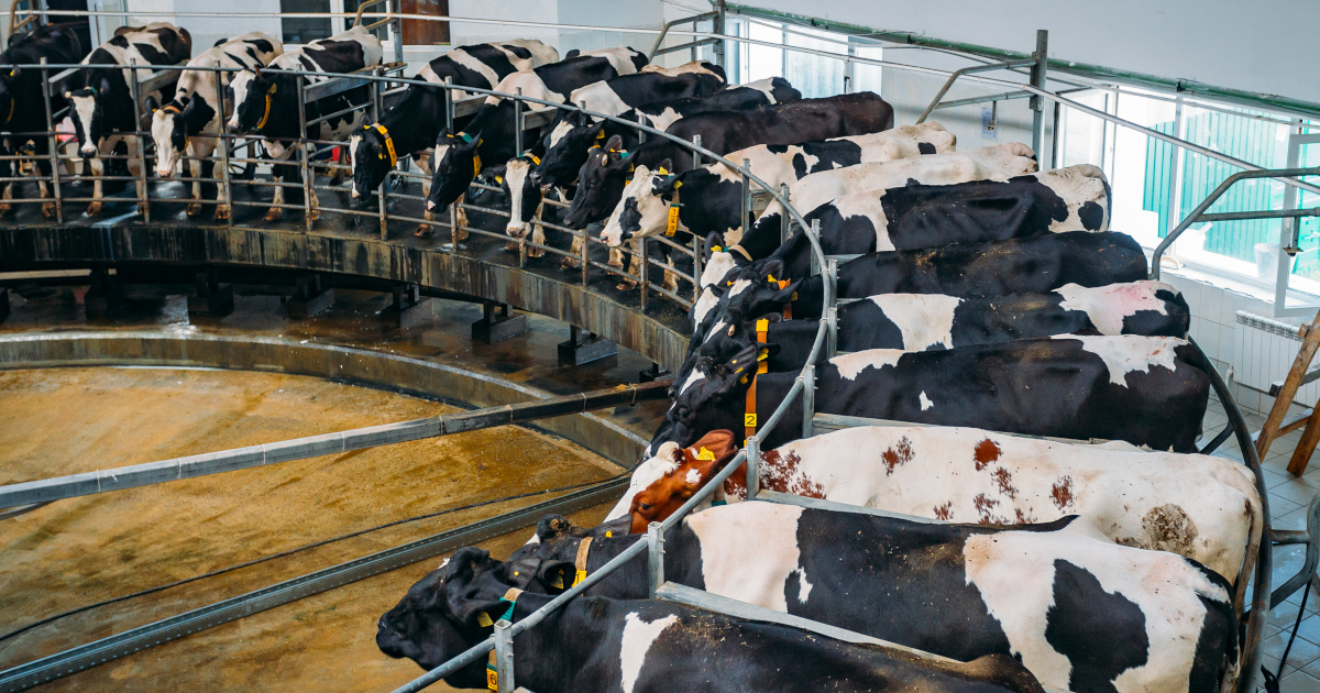 Twenty Holstein Arrayed Around A Circular Feeding Trough With Metal Stanchions