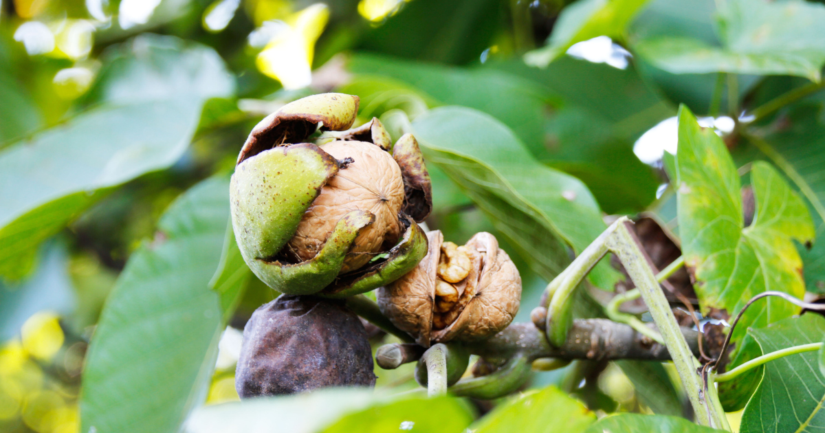 Walnut Tree Bearing Walnuts