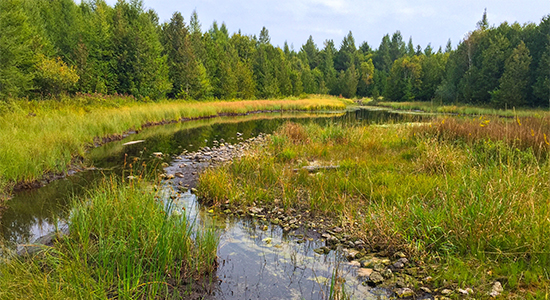 Headwaters of Three Springs river