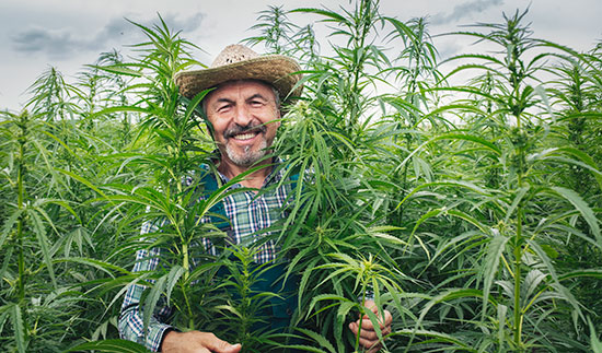 farmer in field of marijuana plants