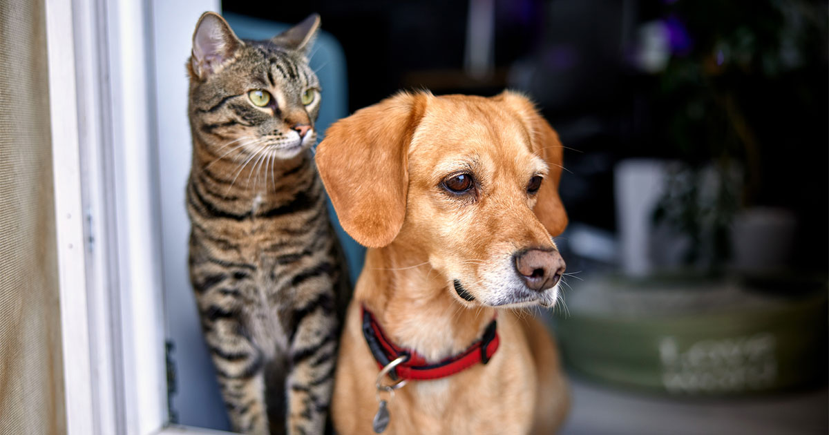 cat and dog in window