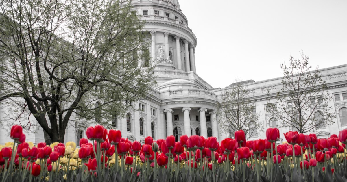 Madison Capitol with blooming tulips