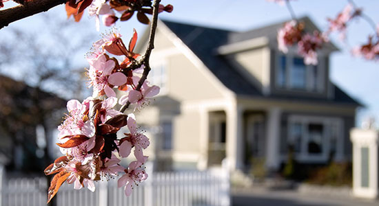 blossoming tree in front of house