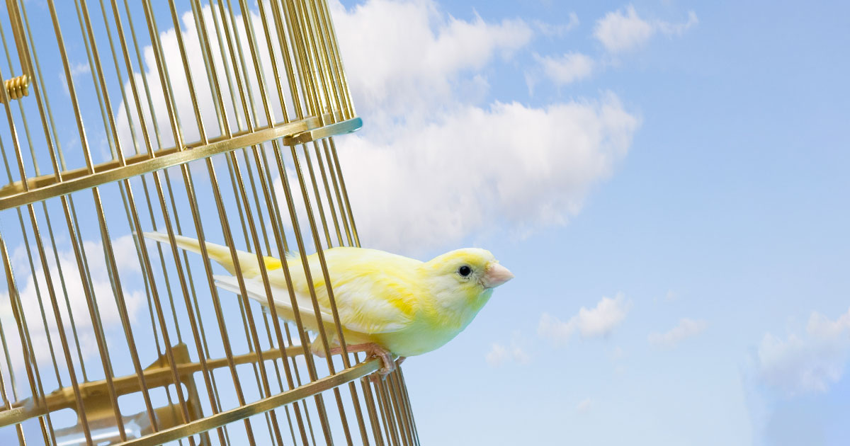 bird leaving cage
