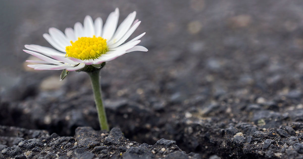 flower in the concrete