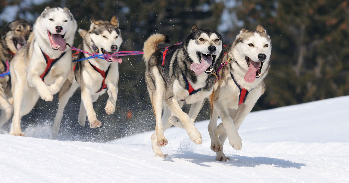 sled dogs