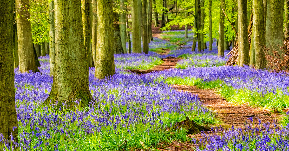 forest path