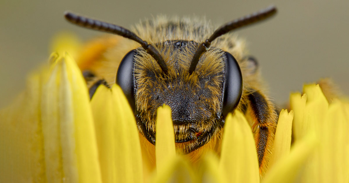 bee