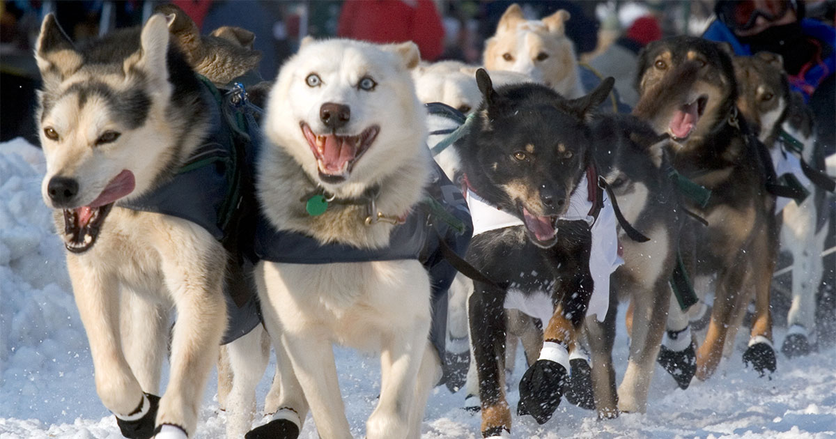 sled dogs