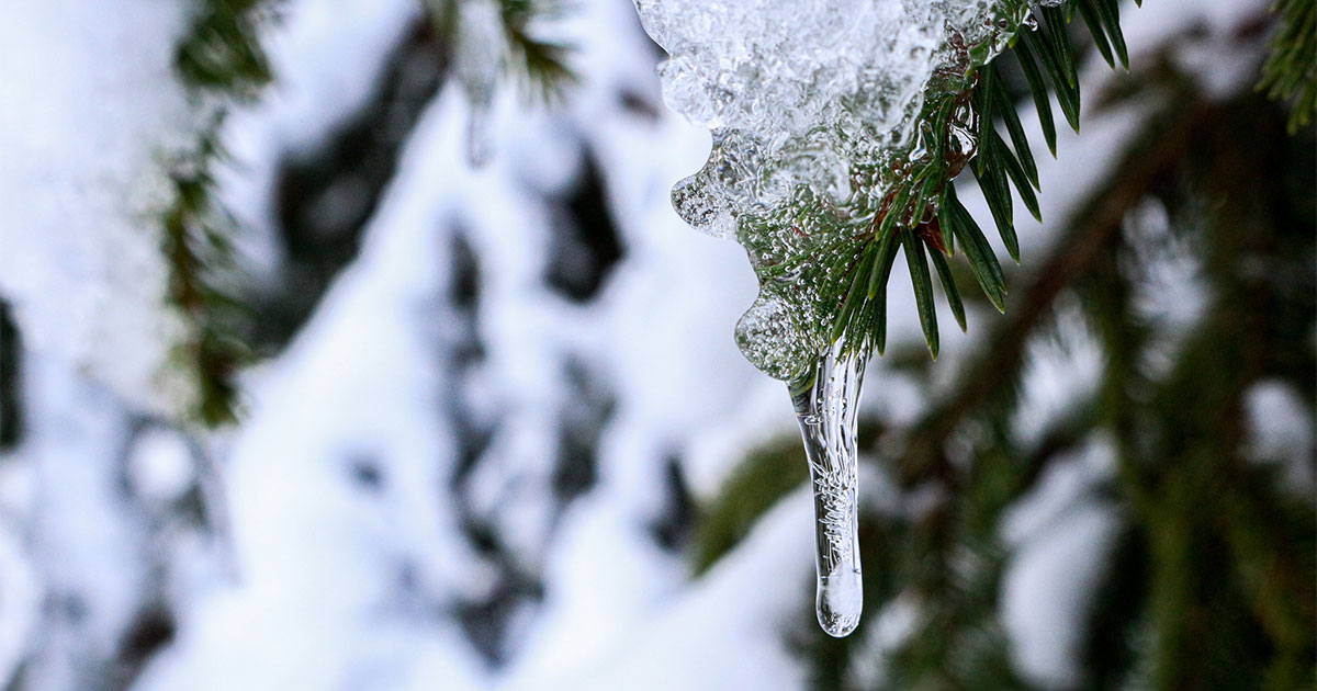 icicle on tree