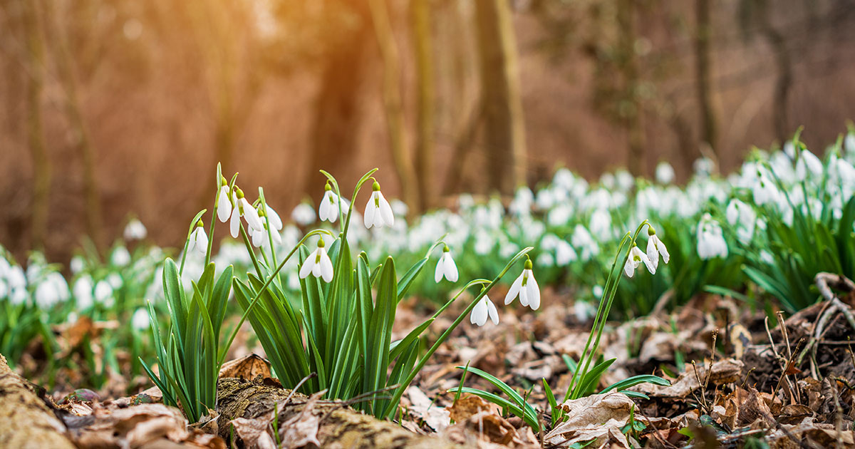 flowers on the forest floor