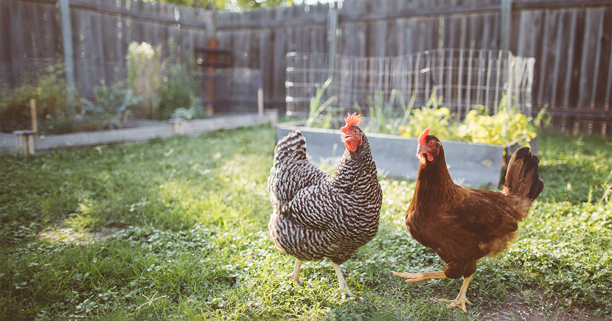 chickens in a yard