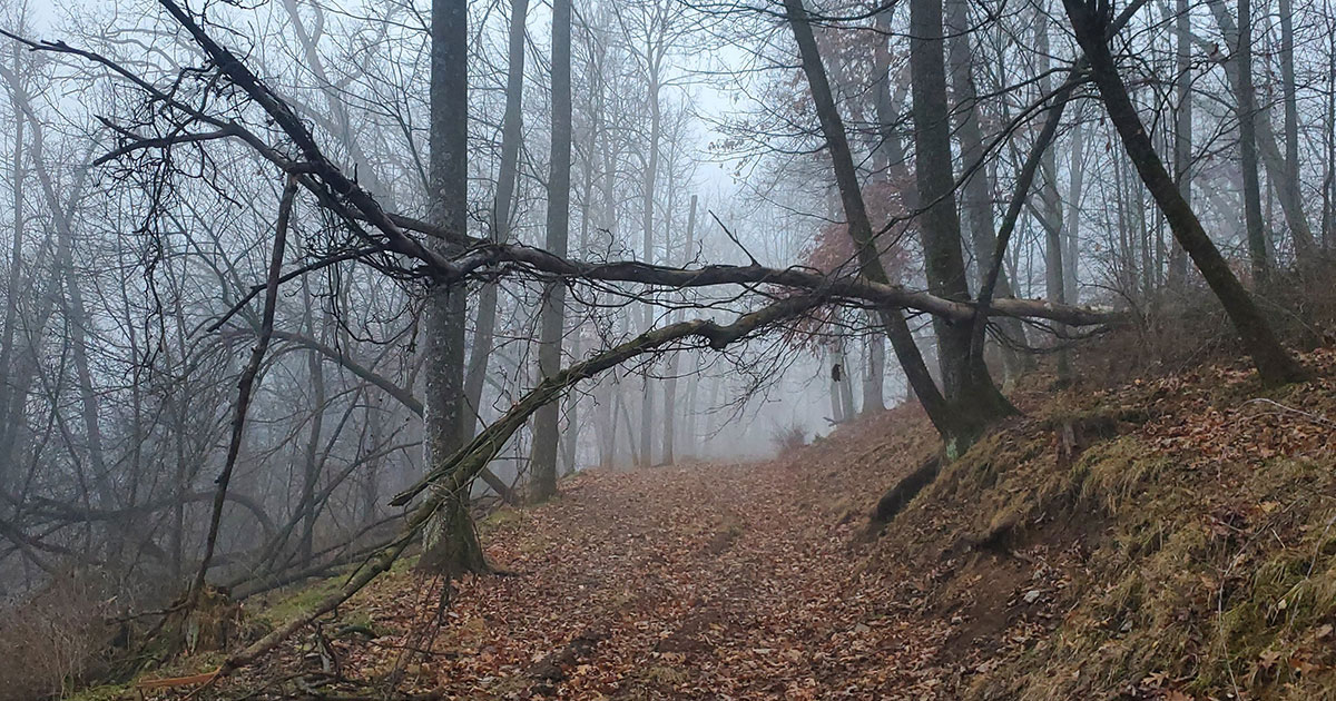 Jeff Glazer’s wooded property