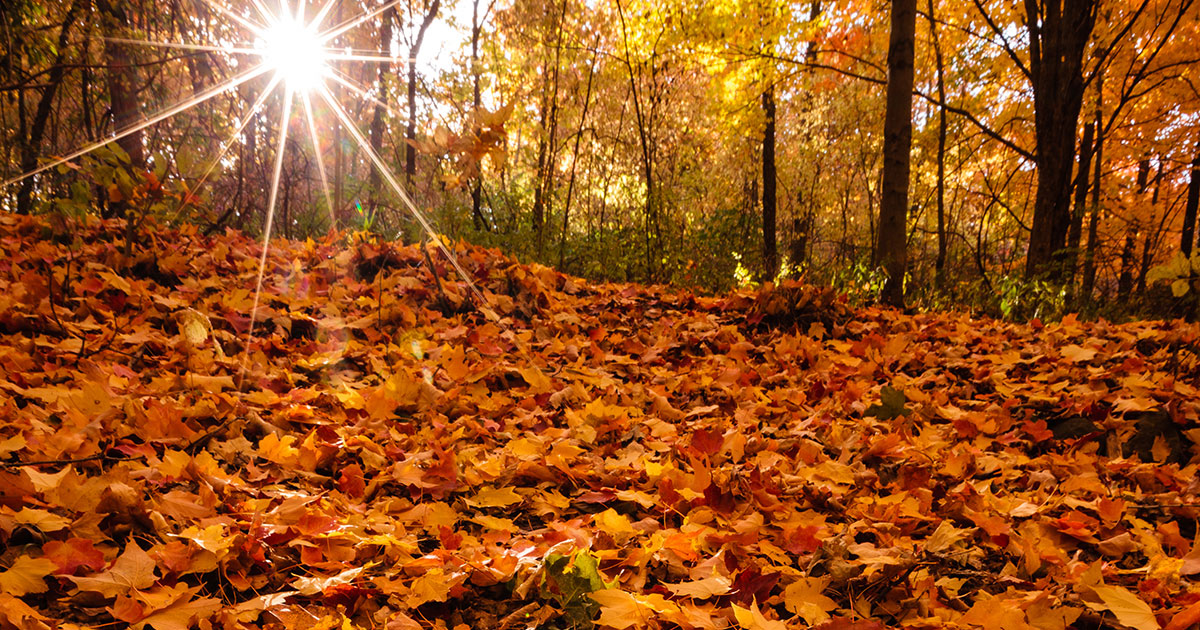 autumn leaves on the ground