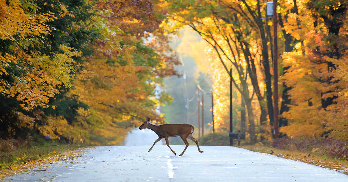 deer crossing a country road
