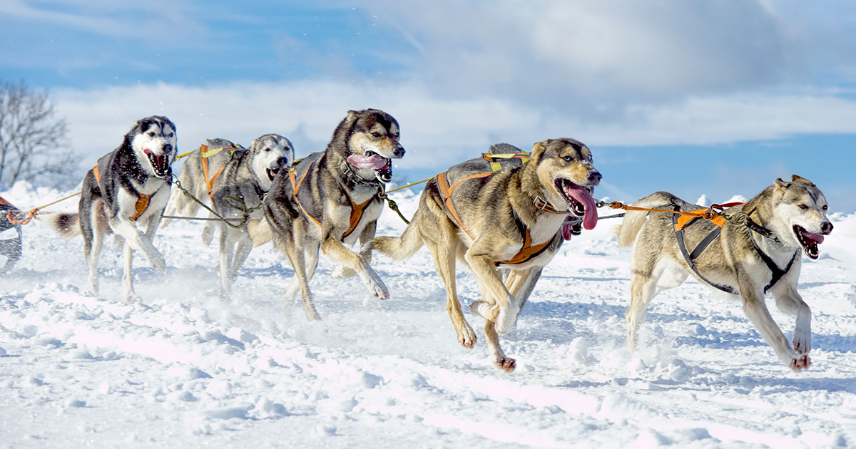 team of sled dogs running through the snow