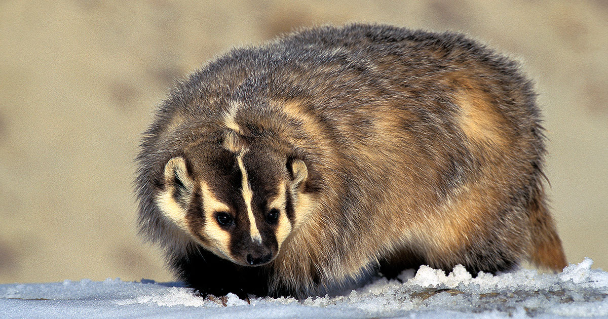 badger