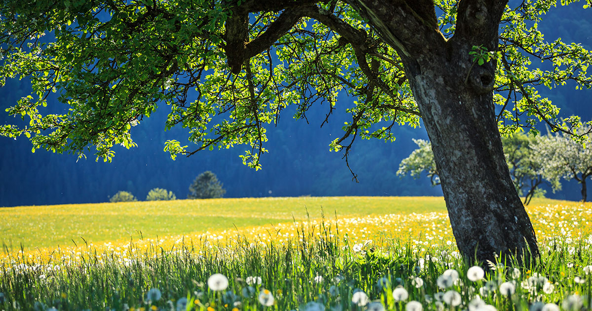 tranquil forest scene