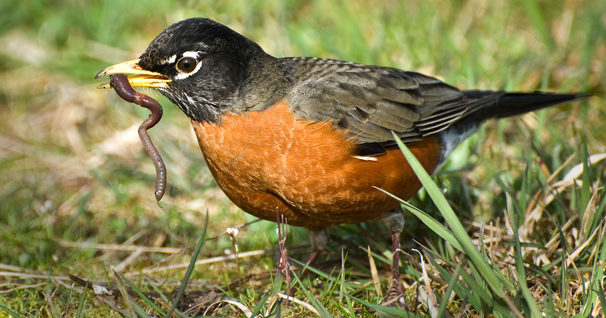 robin with worm in its beak