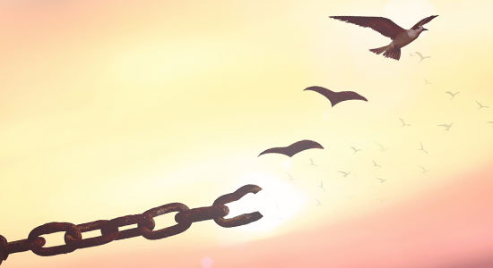 broken chain into a bird