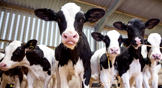 cows in a barn