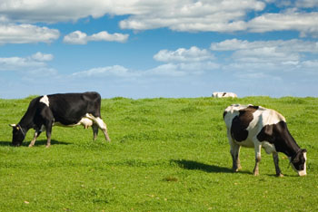 cows grazing