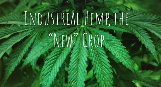 Image of hemp plant