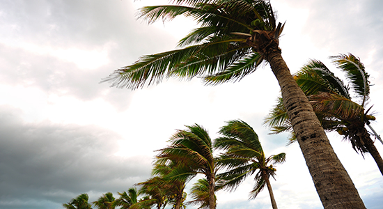 palm trees blowing in wind