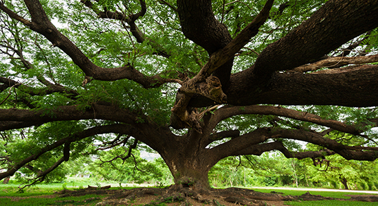 tree with many branches